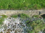 Harrogate (Stonefall Cemetery) - Consecrated Grave 3-965 SIMS
