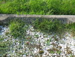 Harrogate (Stonefall Cemetery) - Consecrated Grave 3-965 SIMS