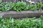 Low Moor (Wesley Place Methodist) Grave Old-I46 HARDWICK