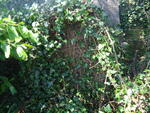 Arthington (St.Peters) - Img 001 UNKNOWN